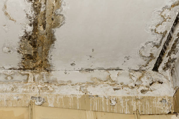 Best Air Quality Testing for Mold Spores  in Fritch, TX